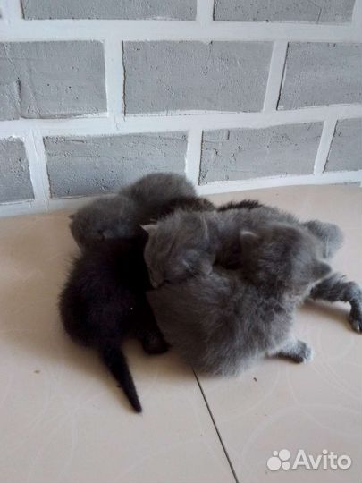 Котята от британочки
