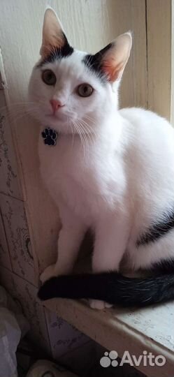 Котик Марсик