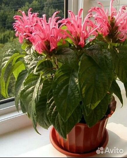 Красивоцветущие клеродендрум и якобиния