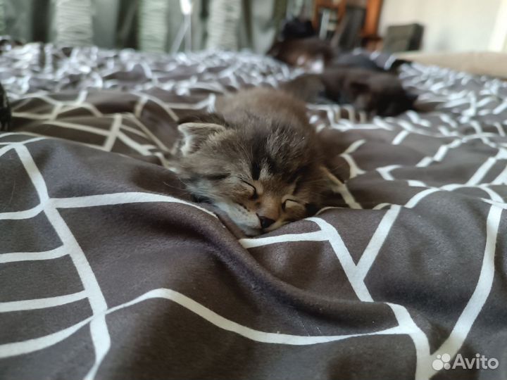 Отдам бесплатно котят в добрые руки (мальчики)