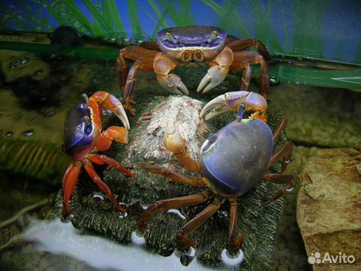 Краб радужный аквариумный пресноводный
