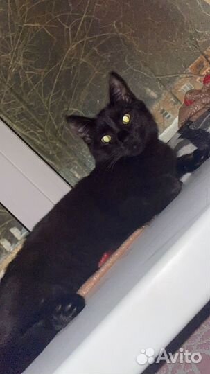 Кошки в добрые руки бесплатно