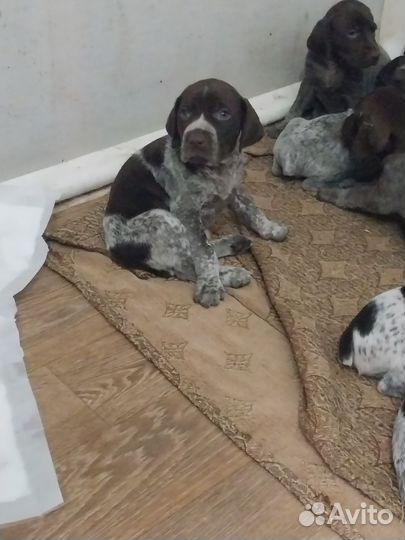 Щенки курцхаара