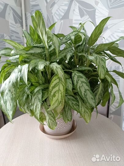 Комнатные растения