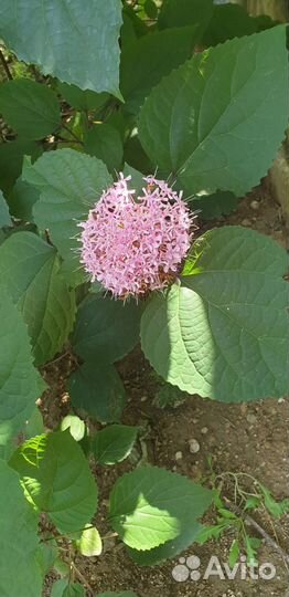 Клеродендрум бунге(Мексиканская гортензия)