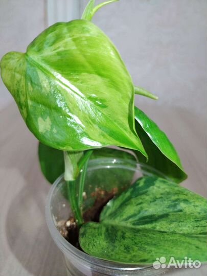 Филодендрон