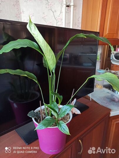 Цветок женское счастье