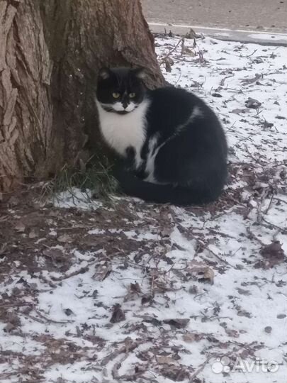 Коты бесплатно