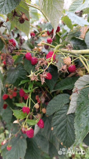 Малина летние сорта