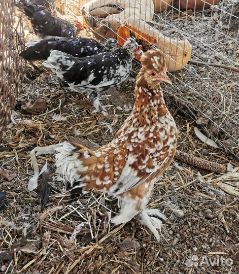 Куры молодки