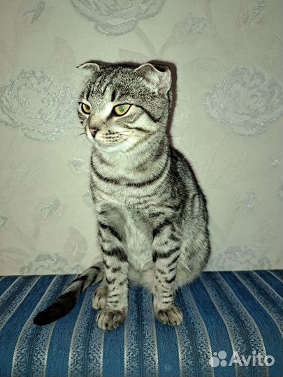 Вислоухая кошечка