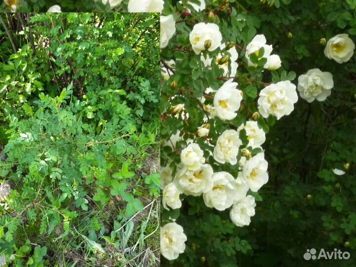 Тибетская малина и др. растения