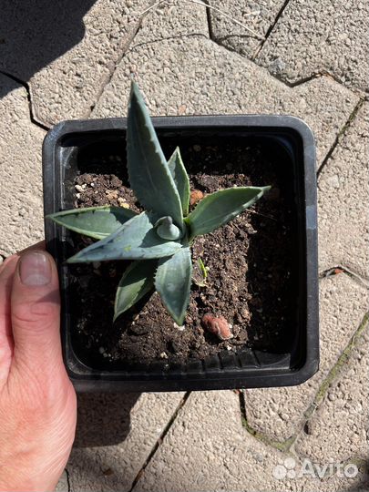 Агава американская комнатные растения