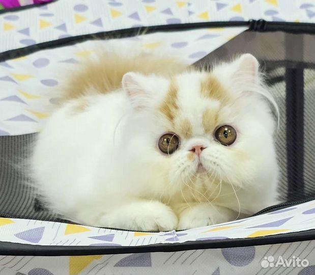 Персидский котенок
