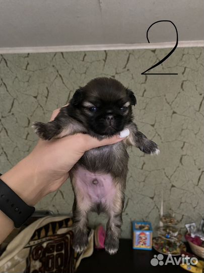 Щенки