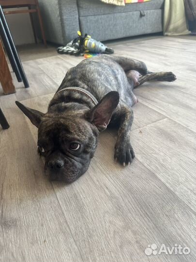 Французский бульдог щенки