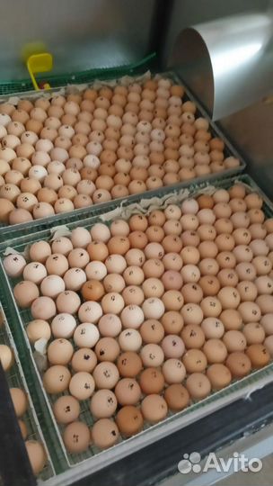 Ферма куриная