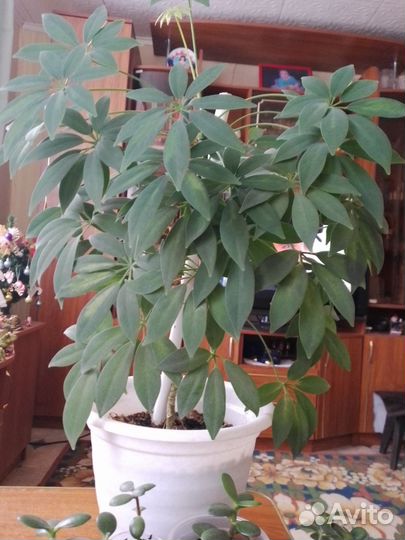 Шефлера денежное дерево кактусы цветущие