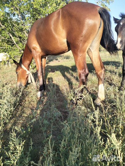 Кобыла 1.3 мес