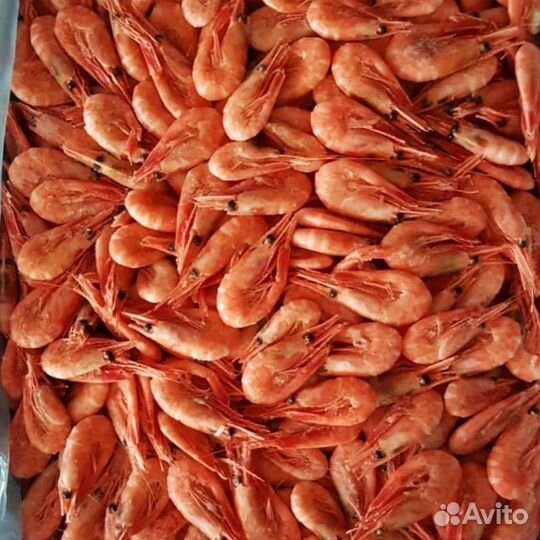 Мидии Устрицы