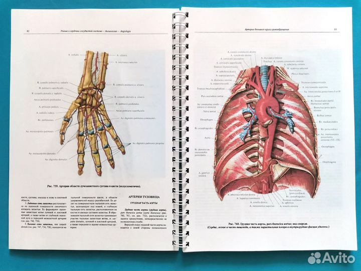 Атлас анатомии человека Синельников. Том Третий