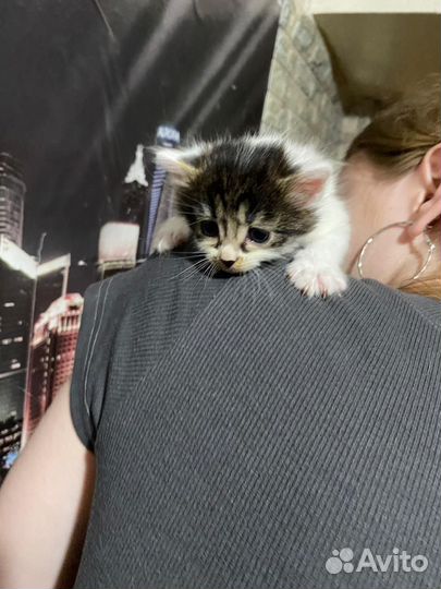 Котёнок девочка, отдам за коробку мерси