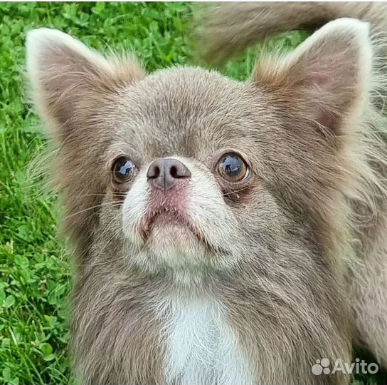 Чихуахуа кобель чемпион на вязки, вязка, жених