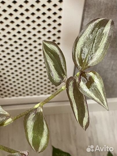 Традесканция Комнатные растения