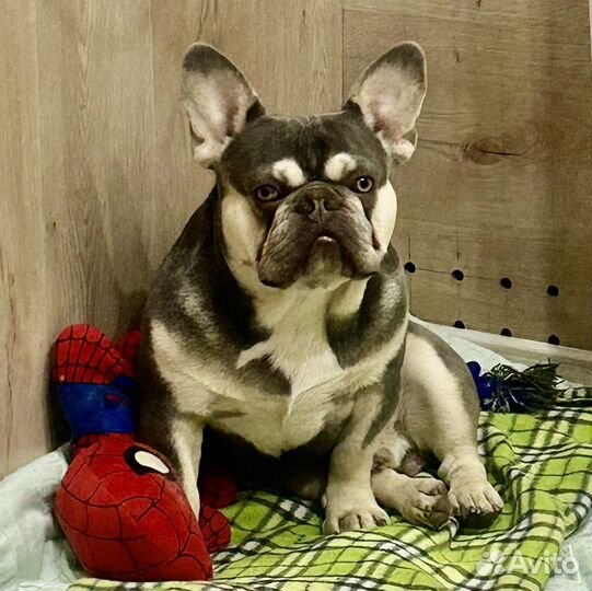 Французский бульдог три кобеля вязка