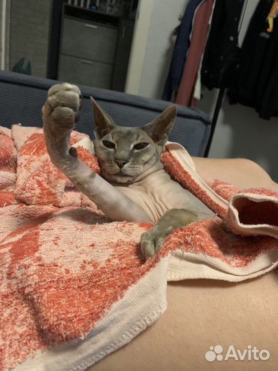 Вязка сфинкс