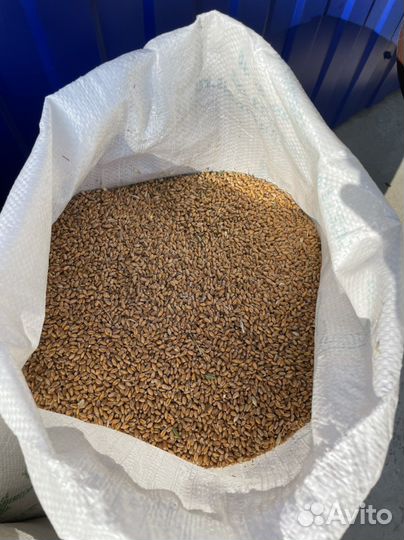 Зерно пшеница ячмень овёс кукуруза отруби жмых мел