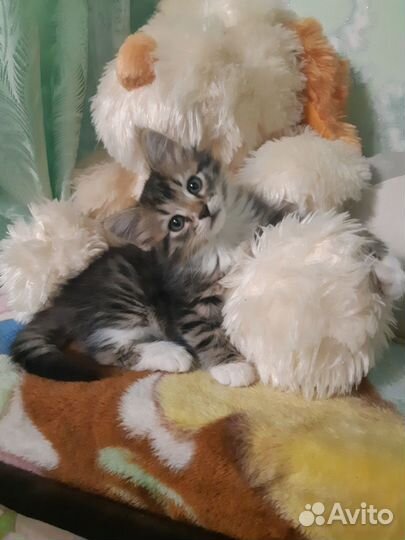 Котенок девочка 1 мес и 3 нед