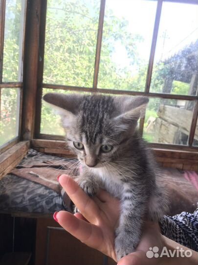 Кошка