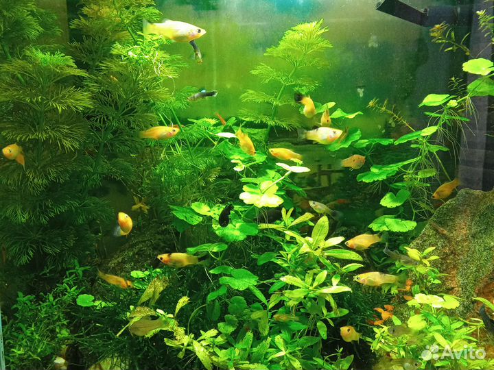 Аквариумные рыбки