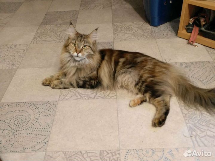 Кошка мей-кун