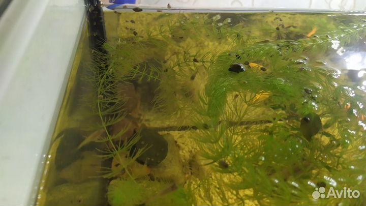 Мальки Гуппи