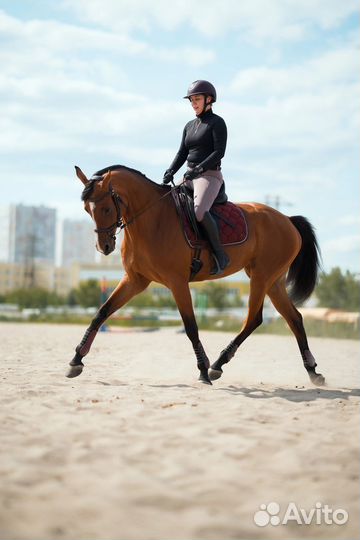 Продается лошадь