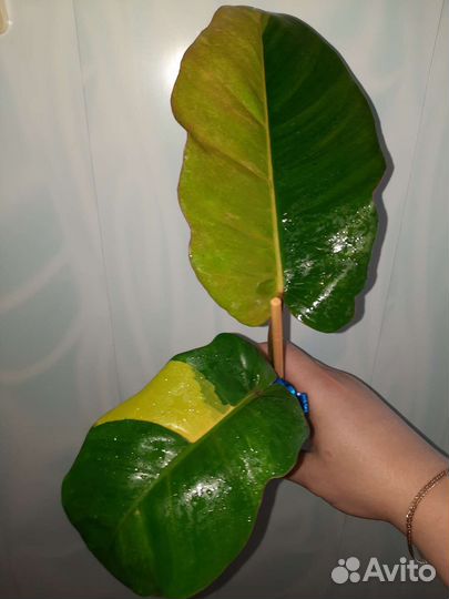 Филодендрон пинг тонг вар и Ред Андерсон вар