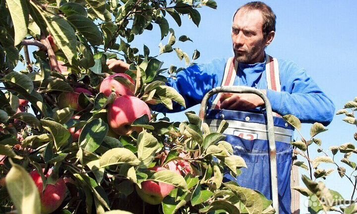 Разнорабочий по сборке яблок с проживанием