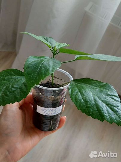 Гибискус китайская роза разные сорта