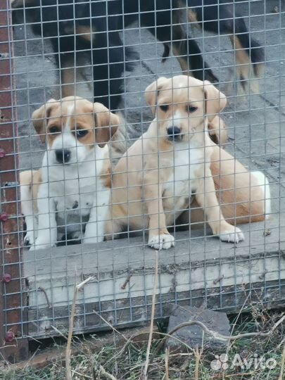 Собака в добрые руки отдам бесплатно