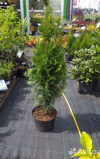 Туя смарагд из питомника