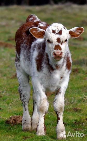 Мясные телята