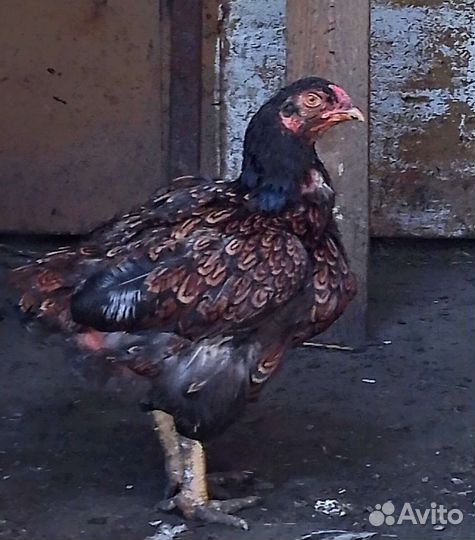 Куры Корниш