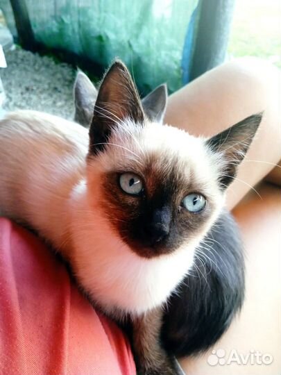 Отдам в хорошие руки котенка