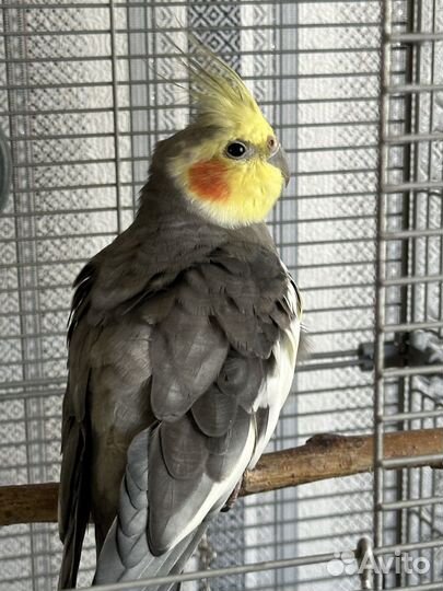 Попугай корелла пара