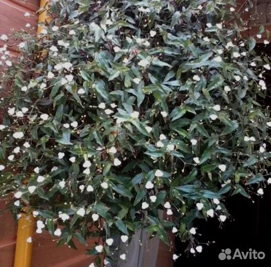 Традесканция Фата невесты