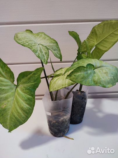 Сигнониум, Хлорофитум, Традесканция