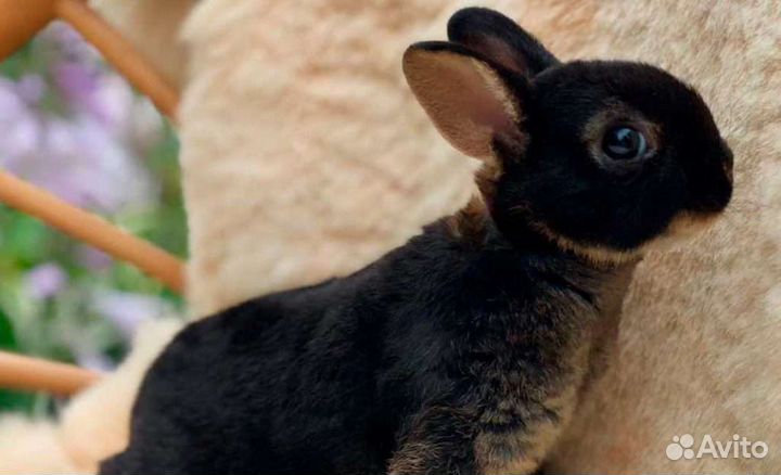 Шиншиллы, кролики, морские свинки