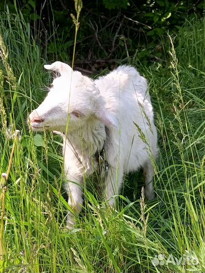 Козел на случку